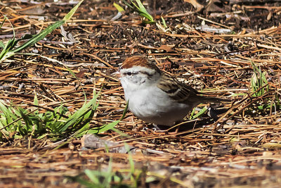 Chipping Sparrow