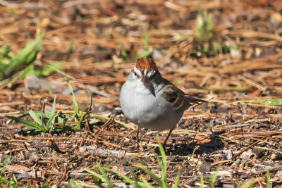 Chipping Sparrow