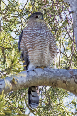 Cooper's Hawk