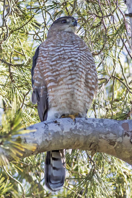 Cooper's Hawk