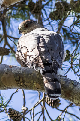 Cooper's Hawk