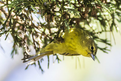 Orange-crowned Warbler