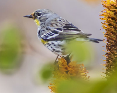 Yellow-rumped Warbler