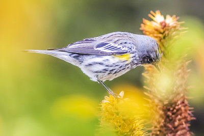 Yellow-rumped Warbler