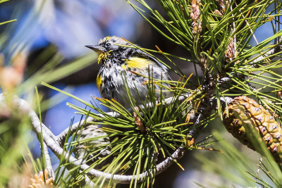 Yellow-rumped Warbler