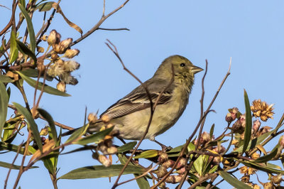 American Goldfinch