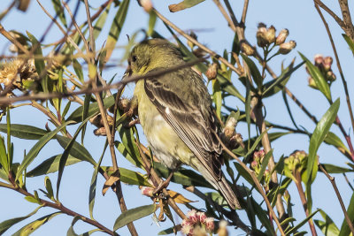 American Goldfinch