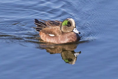 American Wigeon