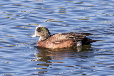 American Wigeon