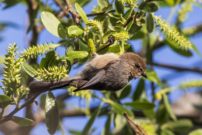 Bushtit