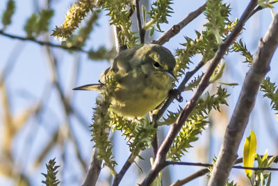 Orange-crowned Warbler