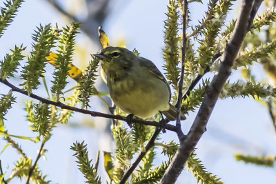 Orange-crowned Warbler