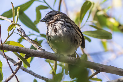 Song Sparrow