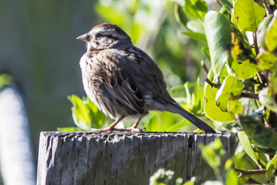 Song Sparrow