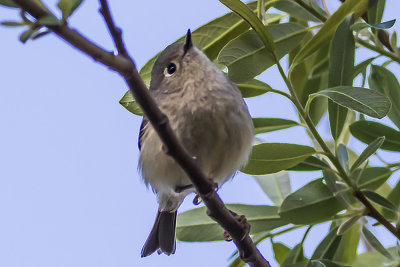 Ruby-crowned Kinglet