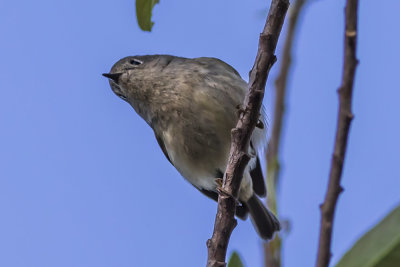 Ruby-crowned Kinglet