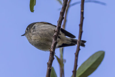 Ruby-crowned Kinglet