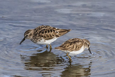 Least Sandpiper