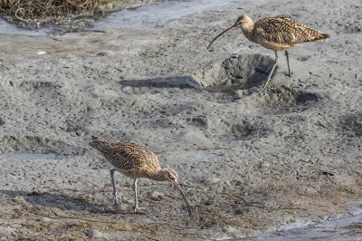 Long-billed Curlew