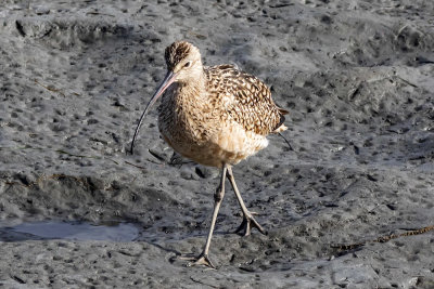 Long-billed Curlew