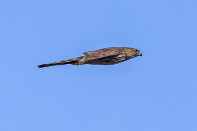 Sharp-shinned Hawk