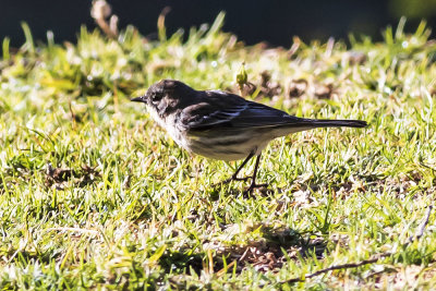 Yellow-rumped Warbler