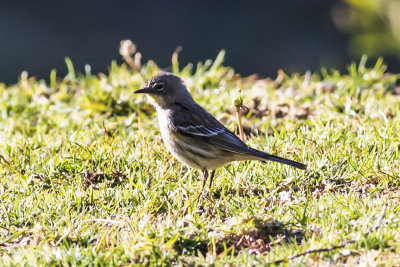 Yellow-rumped Warbler