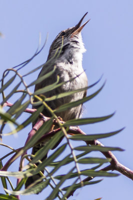 Bewiick's Wren