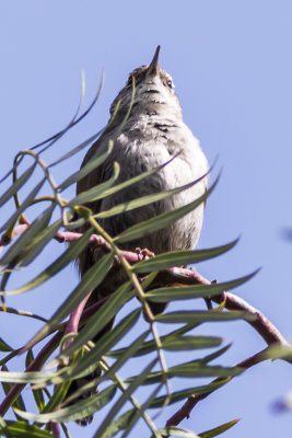 Bewiick's Wren