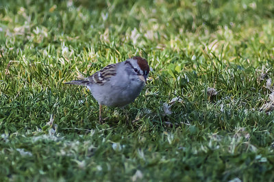 Chipping Sparrow