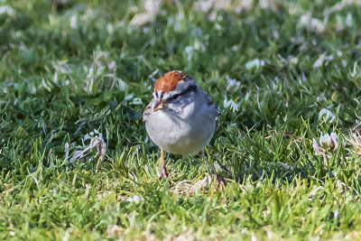 Chipping Sparrow