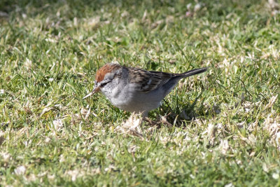 Chipping Sparrow