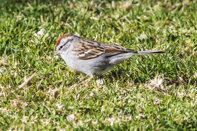 Chipping Sparrow