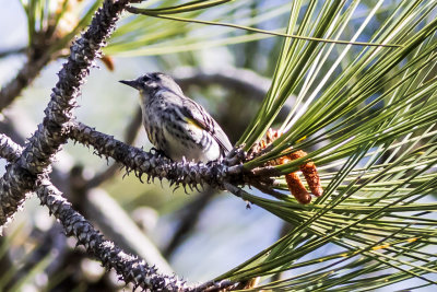 Yellow-rumped Warbler