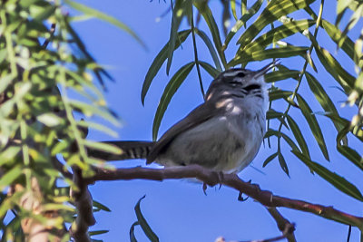 Bewicks Wren