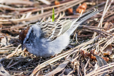 Chipping Sparrow