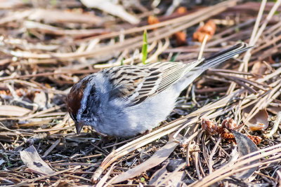 Chipping Sparrow