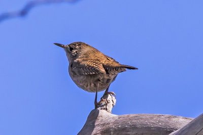 House Wren