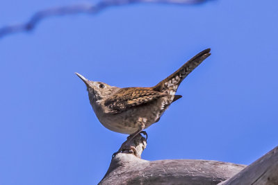 House Wren