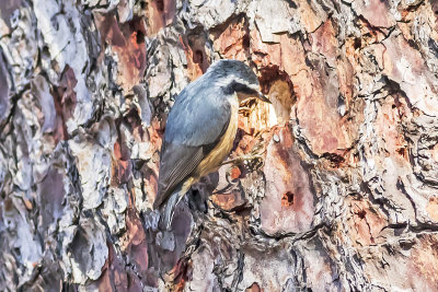 red-breasted-nuthatch-03.jpg