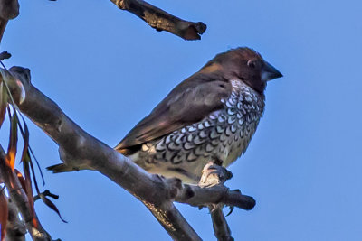 Scaly-breasted Munia