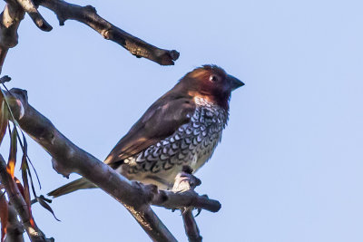 Scaly-breasted Munia