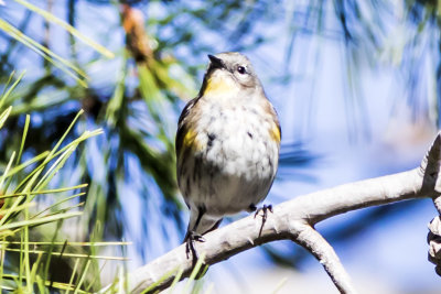 Yellow-rumped Warbler