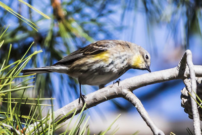 Yellow-rumped Warbler