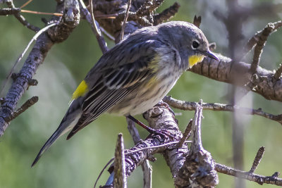 Yellow-rumped Warbler