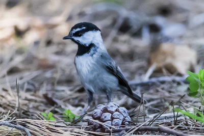 Mountain Chickadee