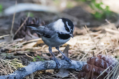 Mountain Chickadee