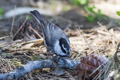 Mountain Chickadee