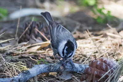 Mountain Chickadee