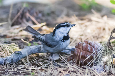 Mountain Chickadee